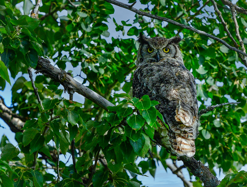 Barred Owl in Tree by Darlene Perkin